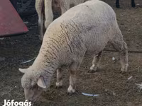 भेड़, भेड़ — फ़ोटो 1