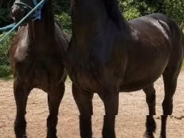 Koń, Friesian