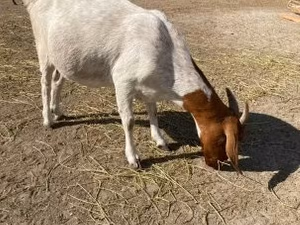 Cabra, Boer goat