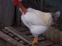 Chickens — फ़ोटो 6