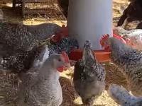 Chickens — fotografija 1