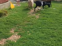 Cabro, Cabras — foto 3