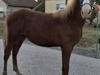 Pastuv, Hungarian horse breed — fotografija 2