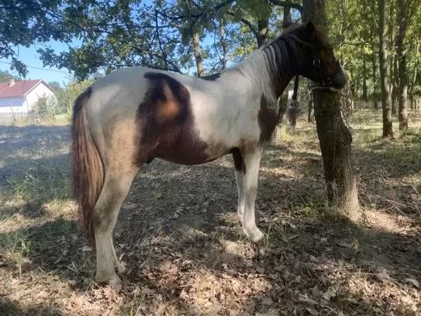 Koń, Konie