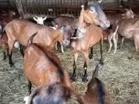 雌ヤギ, Alpine goat — 写真 2