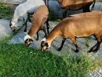 母羊, Cameroon sheep — 照片 2