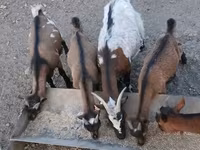 Boucs, Pomellata goat — photo 3