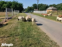 Widder, Dorper sheep — Foto 8