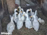 Ducks — fotografija 1