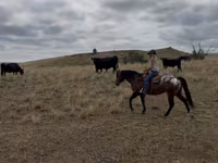 Pastuv, Horses of Sable Island — fotografija 6