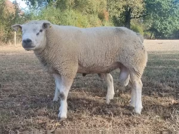 Baran, Texel sheep