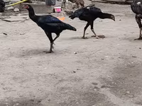 Chickens — fotografija 2