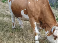 Krava, Simmental cattle — fotografija 2