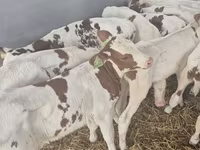 Bik, Simmental cattle — fotografija 1