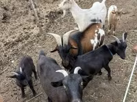 Kozy (partia, płeć nieokreślona), Kozy — zdjęcie 1