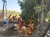 Chickens — foto 1