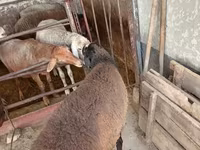 雄羊, Blackheaded Persian sheep — 写真 6