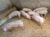 母猪, Pigs — 照片 5