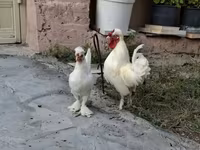 Chickens — fotografija 6