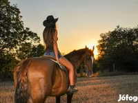 فرس, Dutch warmblood horse — الصورة 3