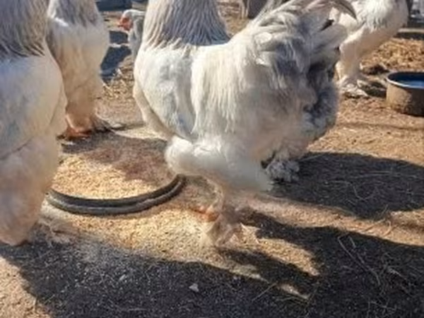 Brahma