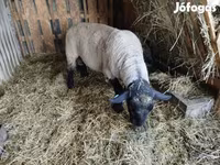 Ovan, White Suffolk sheep — fotografija 3
