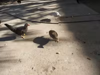 Guinea fowl — zdjęcie 1