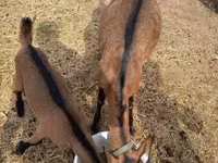 Cabro, Alpine goat — foto 6