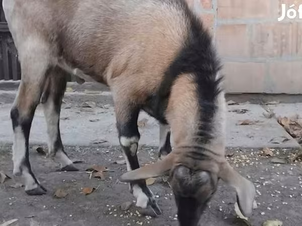 تيس, Nubian Goat