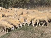 Ovca, Ile-de-France sheep — fotografija 2