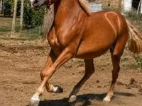 Caballo, Caballos — foto 2