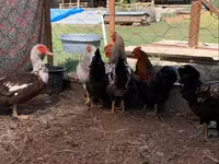 Chickens — fotografija 1
