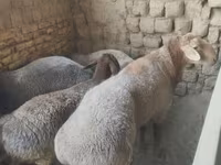 母羊, Sheep — 照片 6