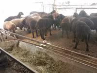 公羊, Sheep — 照片 5