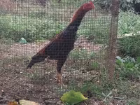 Chickens — الصورة 1