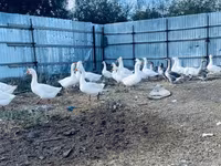 Geese — foto 4