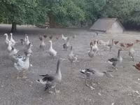 Geese — 写真 2