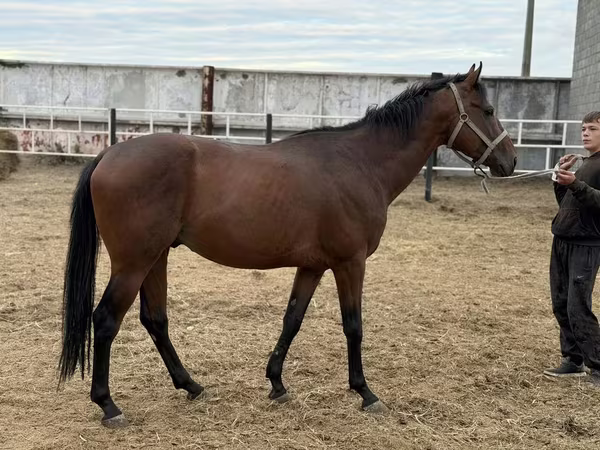Pastuv, Thoroughbred horse