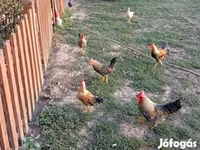 Chickens — fotografija 2