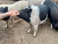 母山羊, Goats — 照片 4