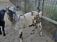 Теке, Nubian Goat — 5-сурет