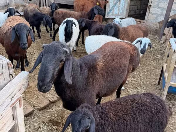 雄羊, Hissar sheep