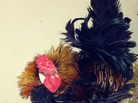 Chickens — fotografija 6
