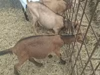 बकरा, बकरियाँ — फ़ोटो 8
