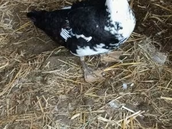 Ducks