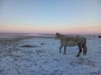 Kobila, Yakutian horse — fotografija 3