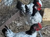 Chickens — fotografija 4