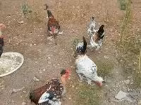 Chickens — fotografija 5