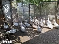 Ducks — الصورة 2