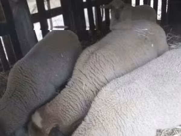 Baran, Owce — Węgry